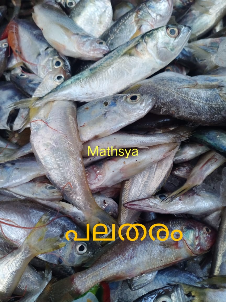 Mathsya Fisheries