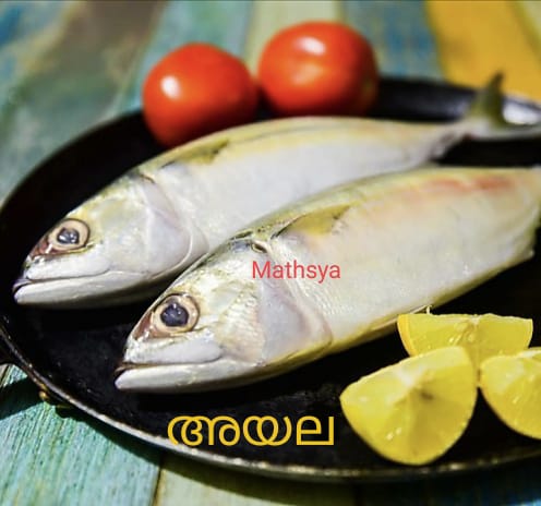 Mathsya Fisheries